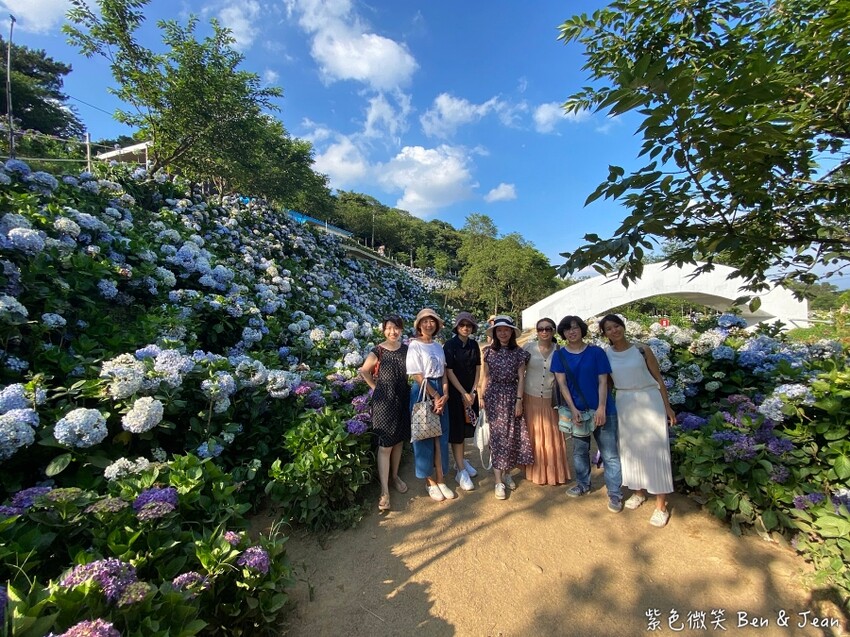 2025高家繡球花田！竹子湖 萬里雙園區8000坪花海盛開，交通門票一覽。