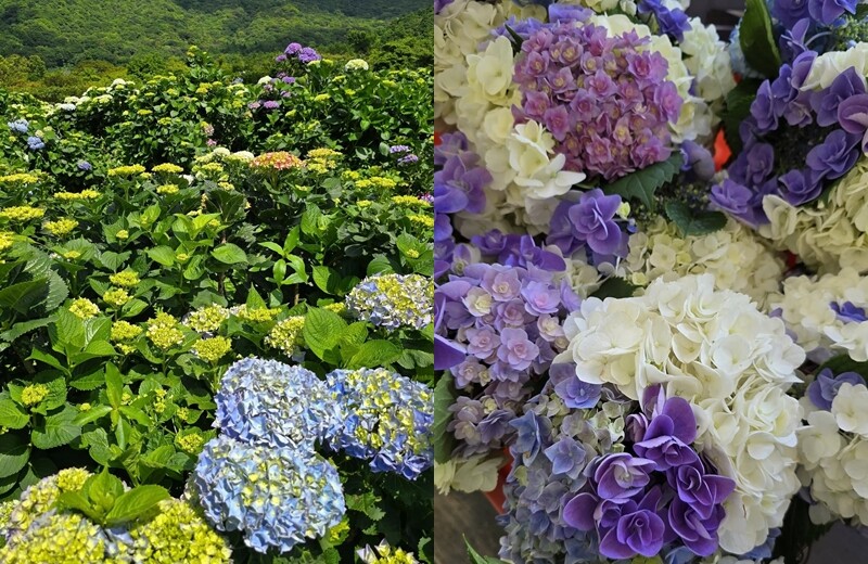 2025高家繡球花田！竹子湖 萬里雙園區8000坪花海盛開，交通門票一覽。