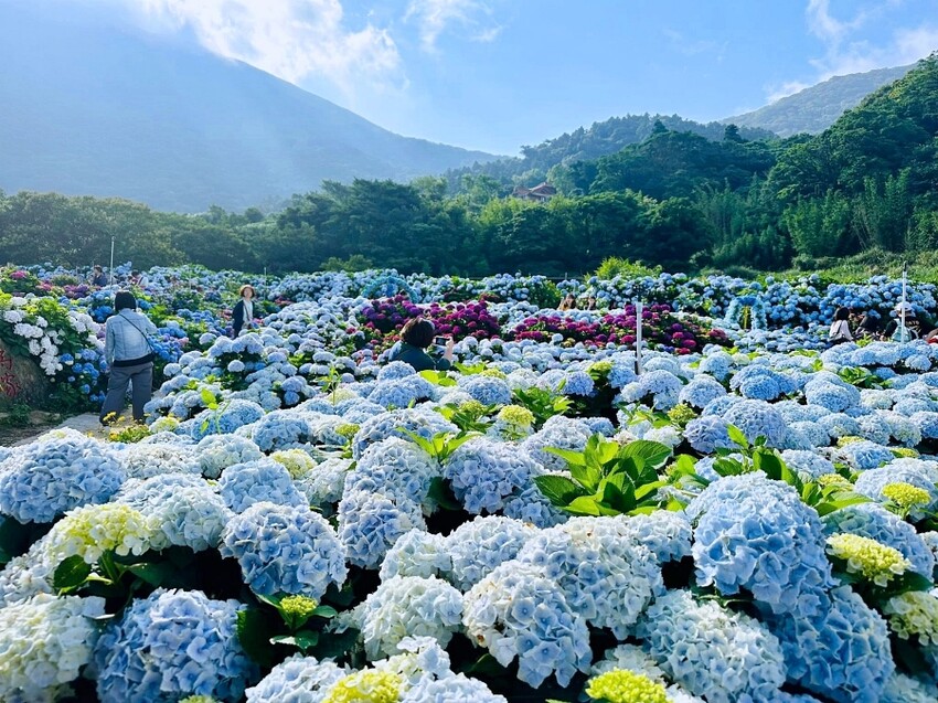 2025高家繡球花田！竹子湖 萬里雙園區8000坪花海盛開，交通門票一覽。