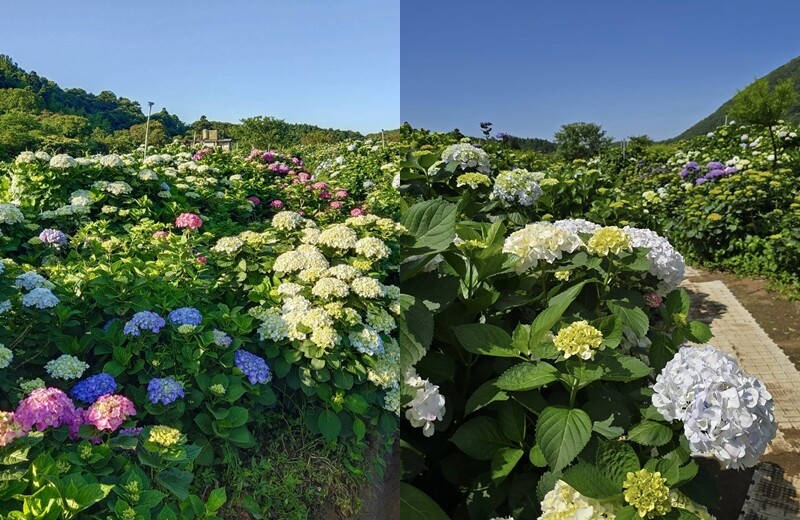 2025高家繡球花田！竹子湖 萬里雙園區8000坪花海盛開，交通門票一覽。