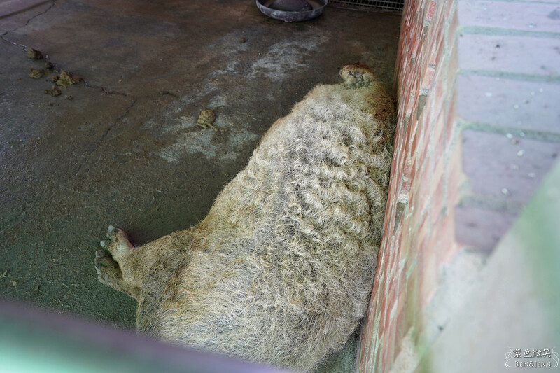 嘉義親子景點推薦!3000坪三隻小豬觀光農場,動物園 滑草 DIY全家暢玩。