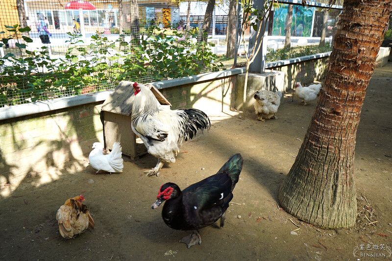 嘉義親子景點推薦!3000坪三隻小豬觀光農場,動物園 滑草 DIY全家暢玩。