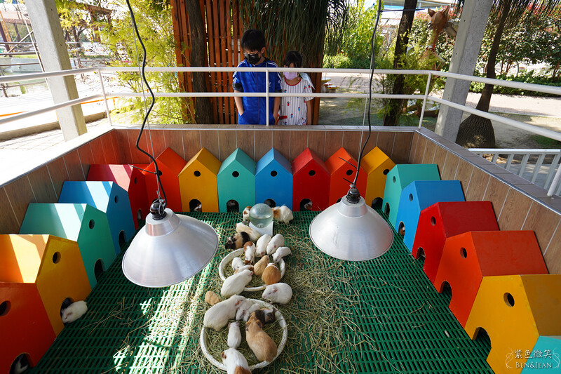 嘉義親子景點推薦!3000坪三隻小豬觀光農場,動物園 滑草 DIY全家暢玩。