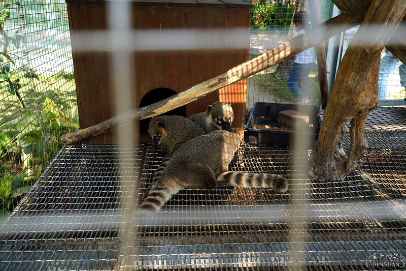 嘉義親子景點推薦!3000坪三隻小豬觀光農場,動物園 滑草 DIY全家暢玩。