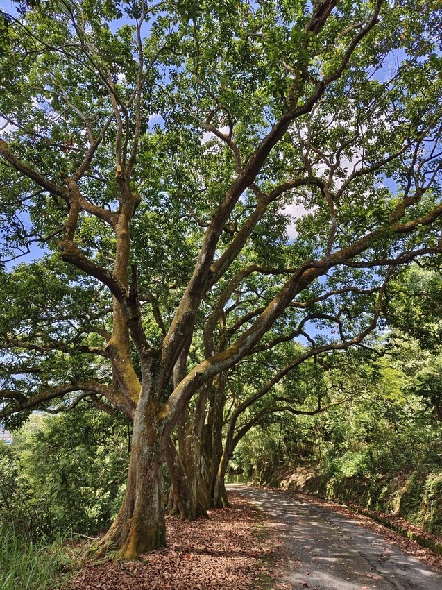 南投魚池鄉｜貓囒山步道 日月潭私房景點 貓囒山步道絕美視野大