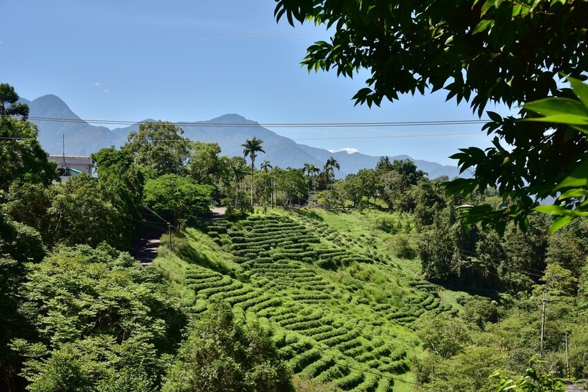南投魚池鄉｜貓囒山步道 日月潭私房景點 貓囒山步道絕美視野大