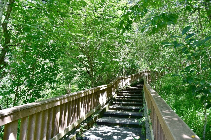 南投魚池鄉｜貓囒山步道 日月潭私房景點 貓囒山步道絕美視野大