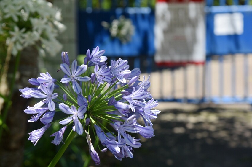 南投魚池鄉｜貓囒山步道 日月潭私房景點 貓囒山步道絕美視野大