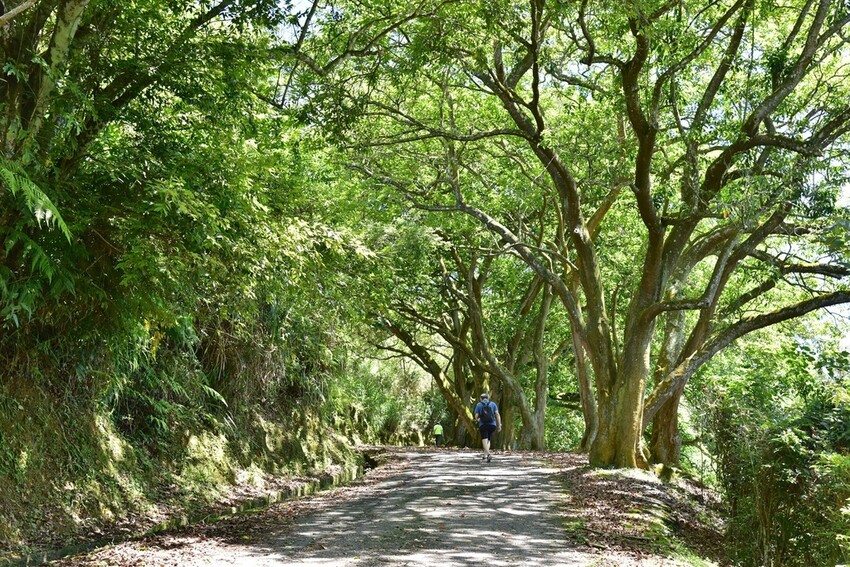 南投魚池鄉｜貓囒山步道 日月潭私房景點 貓囒山步道絕美視野大