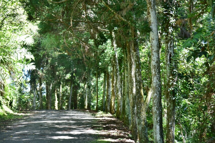 南投魚池鄉｜貓囒山步道 日月潭私房景點 貓囒山步道絕美視野大