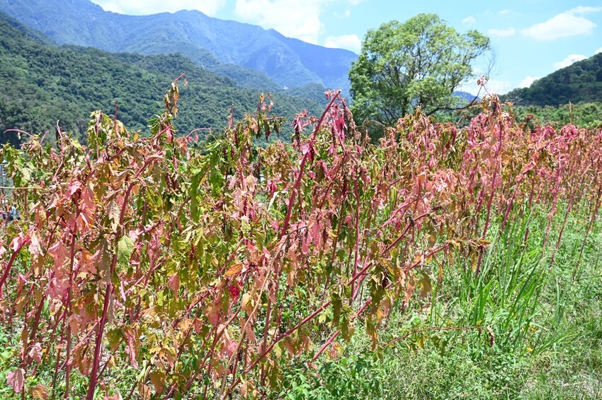 部落深度旅行二日遊。一次玩遍高雄屏東三大部落、萬山部落、大社部落、萬安部落、部落旅遊推薦！ - 快樂的過每一天