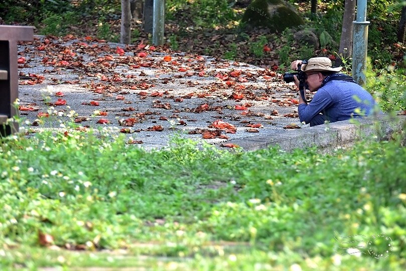 嘉義【鹿麻產車站】 嘉義【鹿麻產車站】
