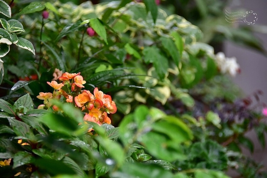 九華山大興善寺 九華山大興善寺