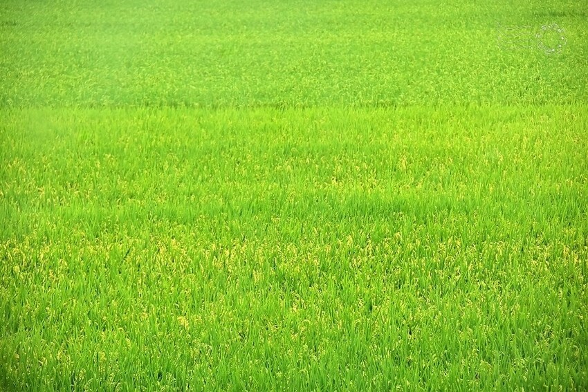 宜蘭一景