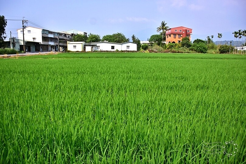 嘉義【鹿麻產車站】周遭稻田 嘉義【鹿麻產車站】周遭稻田