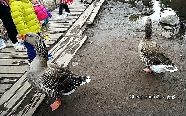 湯布院溫泉旅店【ほたるの宿 仙洞 】螢火蟲之宿，泡湯暢飲啤酒