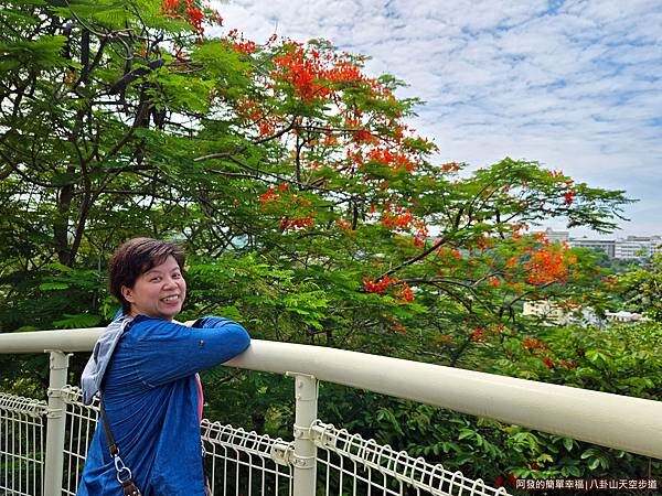 八卦山天空步道11-鳳凰花.jpg