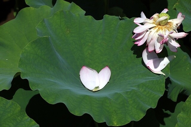 2025金山清水濕地牡丹蓮大爆發,6/7即時花況🌸,在地黃老