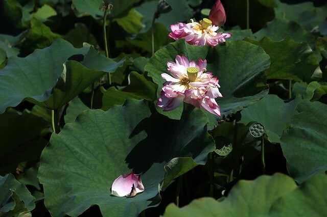2025金山清水濕地牡丹蓮大爆發,6/7即時花況🌸,在地黃老