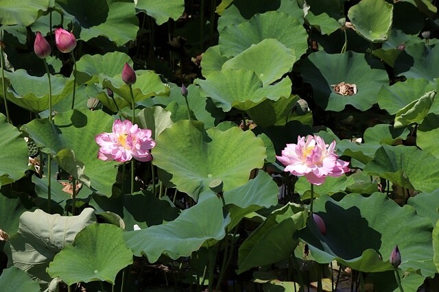 2025金山清水濕地牡丹蓮大爆發,6/7即時花況🌸,在地黃老