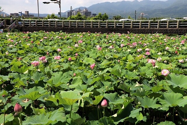 2025金山清水濕地牡丹蓮大爆發,6/7即時花況🌸,在地黃老