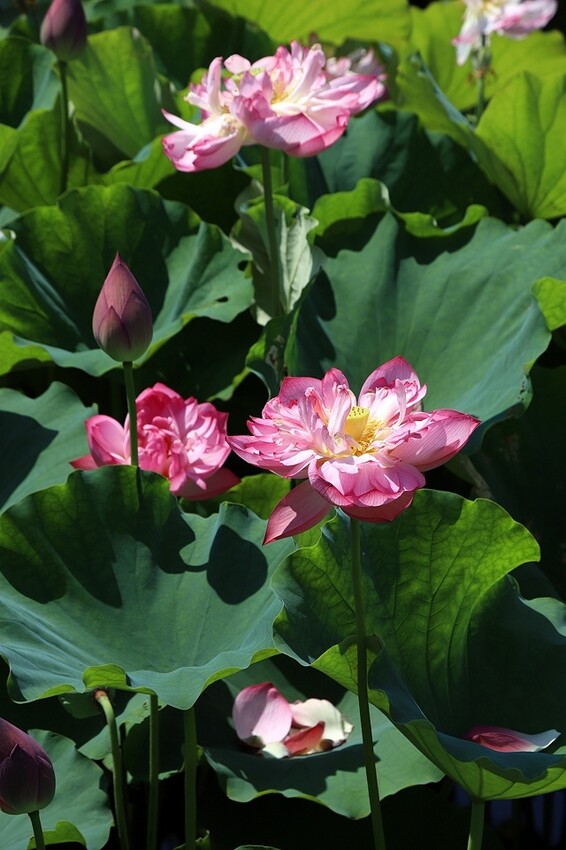 2025金山清水濕地牡丹蓮大爆發,6/7即時花況🌸,在地黃老