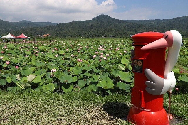 2025金山清水濕地牡丹蓮大爆發,6/7即時花況🌸,在地黃老