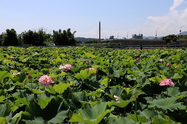 2025金山清水濕地牡丹蓮大爆發,6/7即時花況🌸,在地黃老