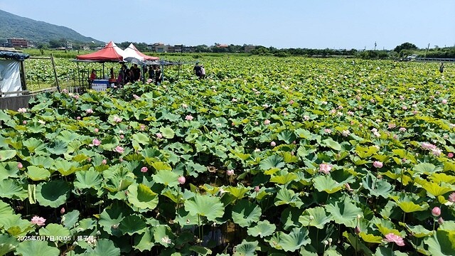 2025金山清水濕地牡丹蓮大爆發,6/7即時花況🌸,在地黃老