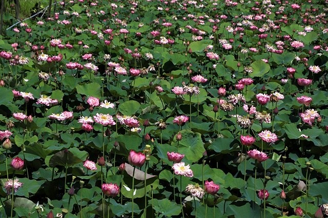 2025金山清水濕地牡丹蓮大爆發,6/7即時花況🌸,在地黃老