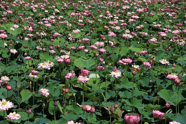 2025金山清水濕地牡丹蓮大爆發,6/7即時花況🌸,在地黃老