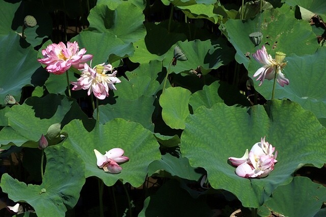 2025金山清水濕地牡丹蓮大爆發,6/7即時花況🌸,在地黃老