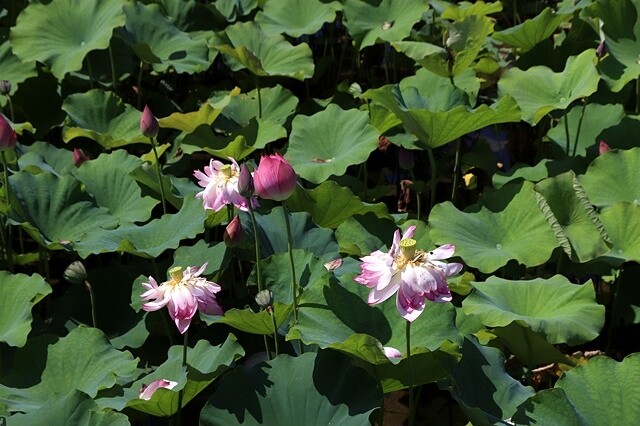 2025金山清水濕地牡丹蓮大爆發,6/7即時花況🌸,在地黃老