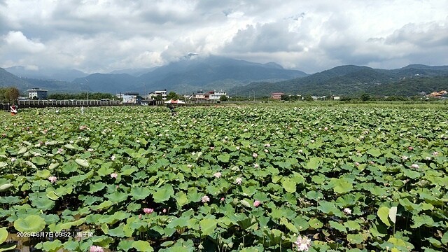 2025金山清水濕地牡丹蓮大爆發,6/7即時花況🌸,在地黃老