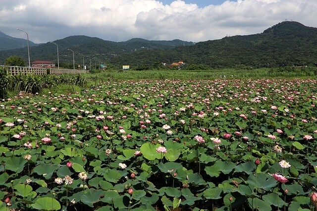 2025金山清水濕地牡丹蓮大爆發,6/7即時花況🌸,在地黃老