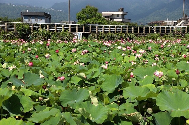 2025金山清水濕地牡丹蓮大爆發,6/7即時花況🌸,在地黃老