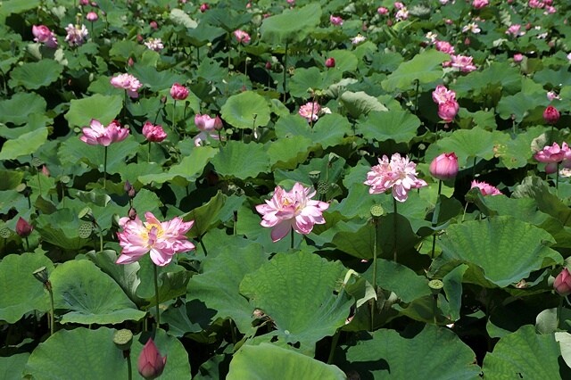 2025金山清水濕地牡丹蓮大爆發,6/7即時花況🌸,在地黃老