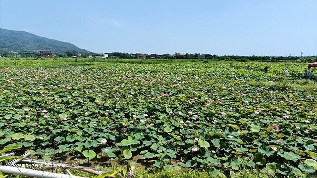 2025金山清水濕地牡丹蓮大爆發,6/7即時花況🌸,在地黃老