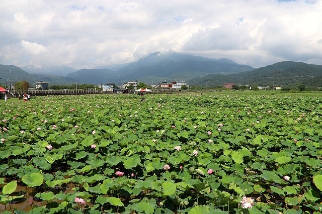 2025金山清水濕地牡丹蓮大爆發,6/7即時花況🌸,在地黃老