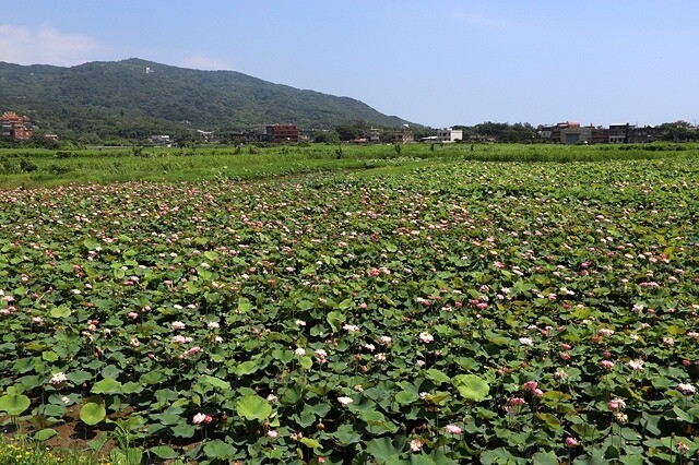 2025金山清水濕地牡丹蓮大爆發,6/7即時花況🌸,在地黃老