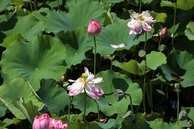 2025金山清水濕地牡丹蓮大爆發,6/7即時花況🌸,在地黃老