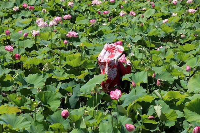 2025金山清水濕地牡丹蓮大爆發,6/7即時花況🌸,在地黃老