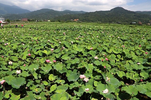 2025金山清水濕地牡丹蓮大爆發,6/7即時花況🌸,在地黃老