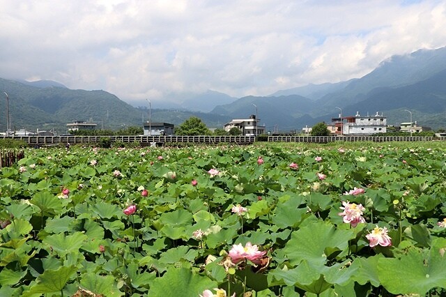 2025金山清水濕地牡丹蓮大爆發,6/7即時花況🌸,在地黃老