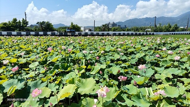2025金山清水濕地牡丹蓮大爆發,6/7即時花況🌸,在地黃老