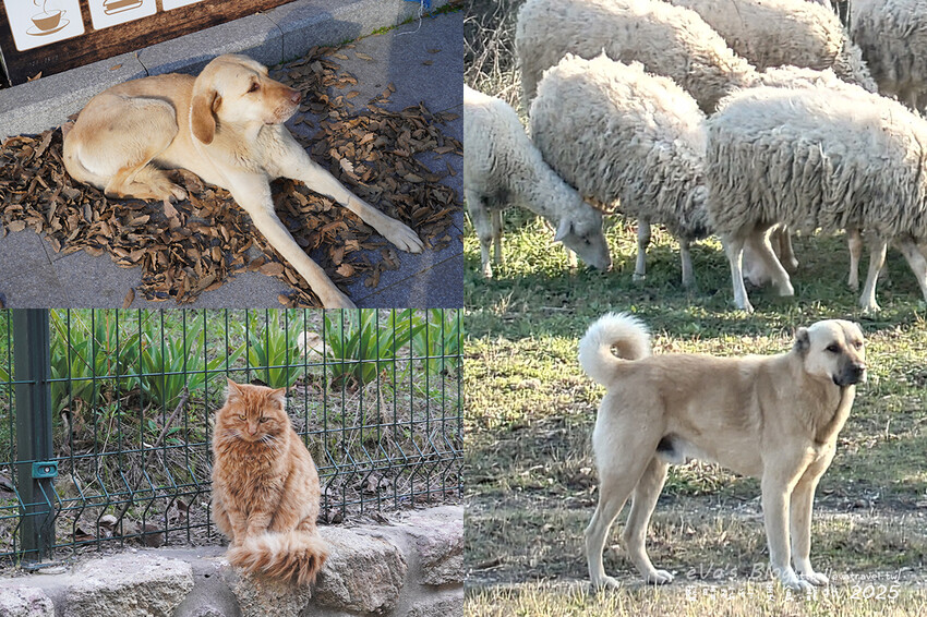 土耳其【土耳其蜜月旅遊】Archaeological Site of Troy 特洛伊遺址|九層文明與木馬傳說的世界遺產探索。土耳其景點