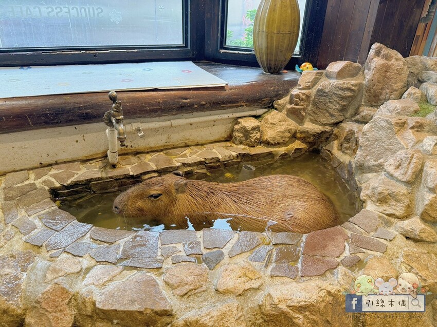 新竹市北區《招財咖啡》吃美食同時有水豚泡澡貓打盹？來新竹這間人氣寵物咖啡館體驗5重療癒！