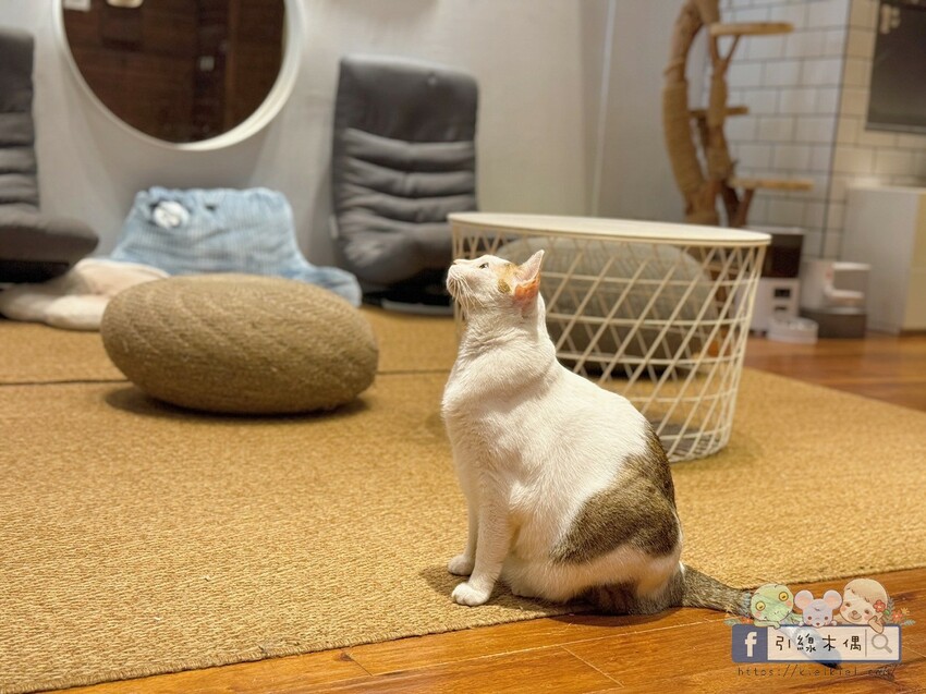 新竹市北區《招財咖啡》吃美食同時有水豚泡澡貓打盹？來新竹這間人氣寵物咖啡館體驗5重療癒！