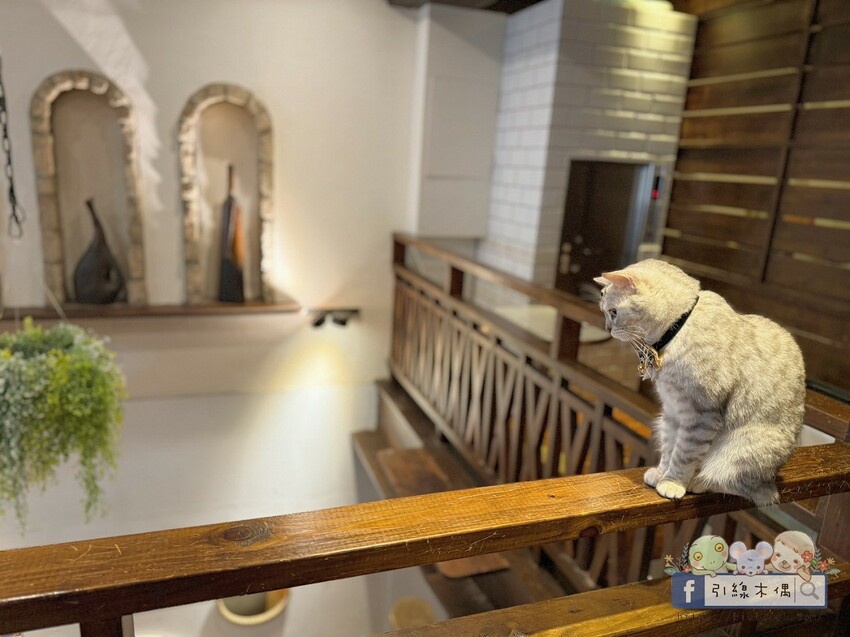新竹市北區《招財咖啡》吃美食同時有水豚泡澡貓打盹？來新竹這間人氣寵物咖啡館體驗5重療癒！