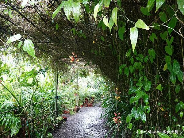 獨角仙區跳舞蘭-金雙甡花卉農場.jpg 獨角仙區跳舞蘭-金雙甡花卉農場.jpg